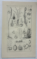 Arte vegetal helecho cola de caballo antiguo estampado botánico Lycopodiaceae Equisetaceae