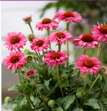 Echinacea Sunseeker Magenta Plant Perennial 2 x 9cm POT Plant