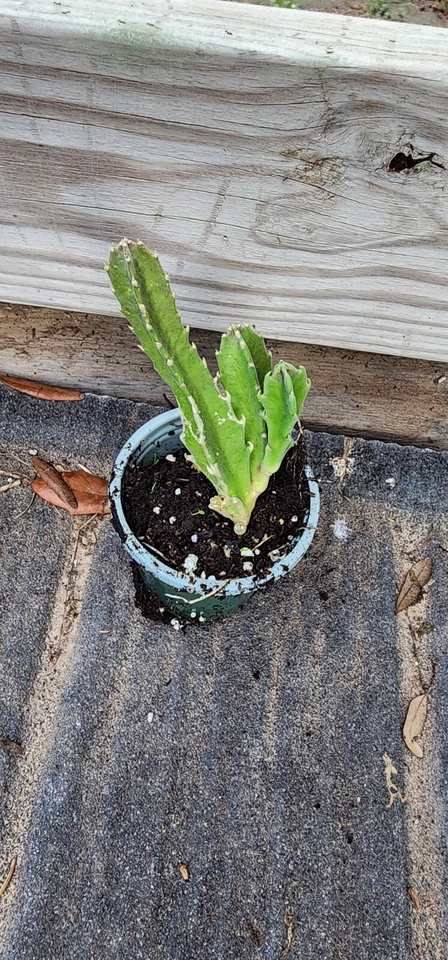 1 Plant Carrion Stapelia Gigantea Hairy Starfish - Image 2 of 4