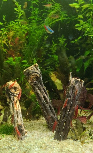 Custom Cholla Wood Shrimp Hide