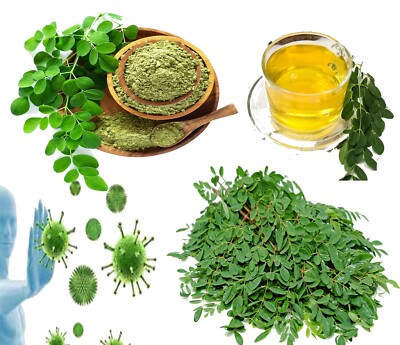 Dried Moringa Oleifera Leaf Leaves 100% organic 100g Drumstick Leave Herbal Tea 
