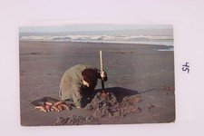 Clam Digging Seal Rock Oregon 1961 Chrome Postcard