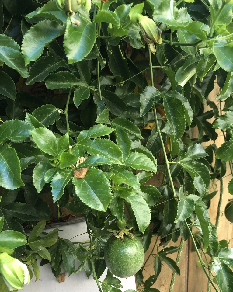 25 органических листьев маракуйи свежие из Калифорнии - Изображение 4 из 4