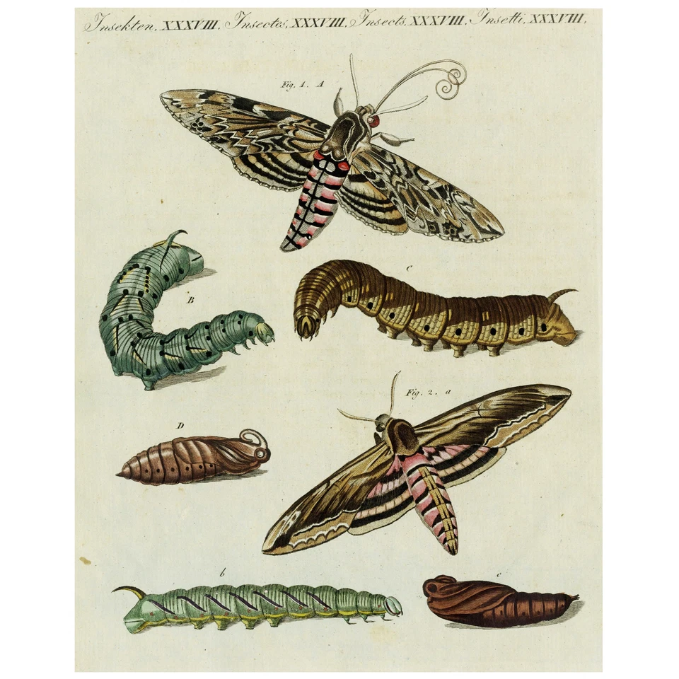 Gravura rara 1790 BERTUCH colorida à mão, traças esfinge - Imagem 2 de 4