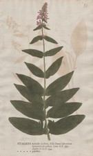 Stachys palustris Sumpf-Ziest Naturselbstdruck nature printing Kniphof 1757