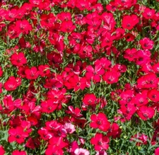 Scarlet Flax Seeds | Non-GMO | Heirloom | Fresh Garden Seeds