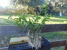 Dendrobium discolor var. spies Bare root HUGE PLANT