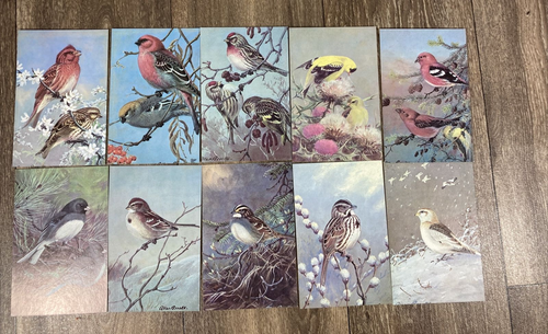 Audubon Aids Winter Birds Cards Art Prints Vintage 1970 Complete Set of 50 Cards - Picture 10 of 11