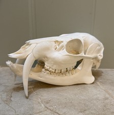 CHINESISCHER WASSERHIRSCH Sch&auml;del Bock Skull Taxidermy Gothic Aka Vampir Hirsch