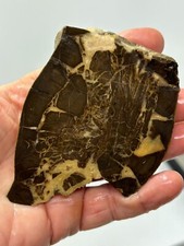 Septarian concretion Slab aka Dragon Stone Cabbing Lapidary Utah Combo Ship Avl