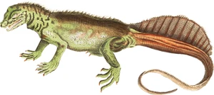 Lizard Self Adhesive Vinyl Sticker