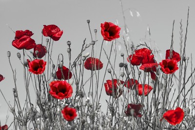 Ungerahmtes Foto Leinwandbild Poster Bild rote Mohnblumen Blumen Erinnerung Blume