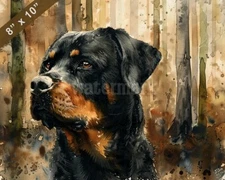 Rottweiler watercolor painting by a dense forest 8x10 Print 