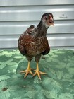 12Hatching Eggs Wyandotte+Ameraucana+Welsummer Chicken Rare Fertile Show Quality — photo 10