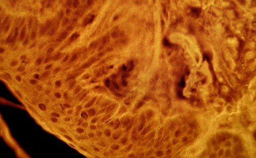 Leitz Leica Dialux 20 EB Upgraded Broadband LED Fluorescence Microscope - Picture 12 of 18