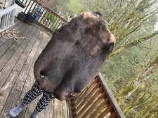 XXXXL Beaver tanned hide
