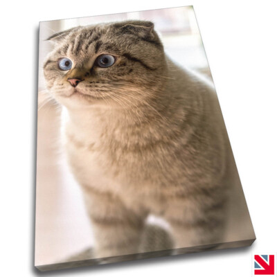 SCHOTTISCHE FALT KATZE TIER LEINWANDBILD Wandbild Bild Druck A4