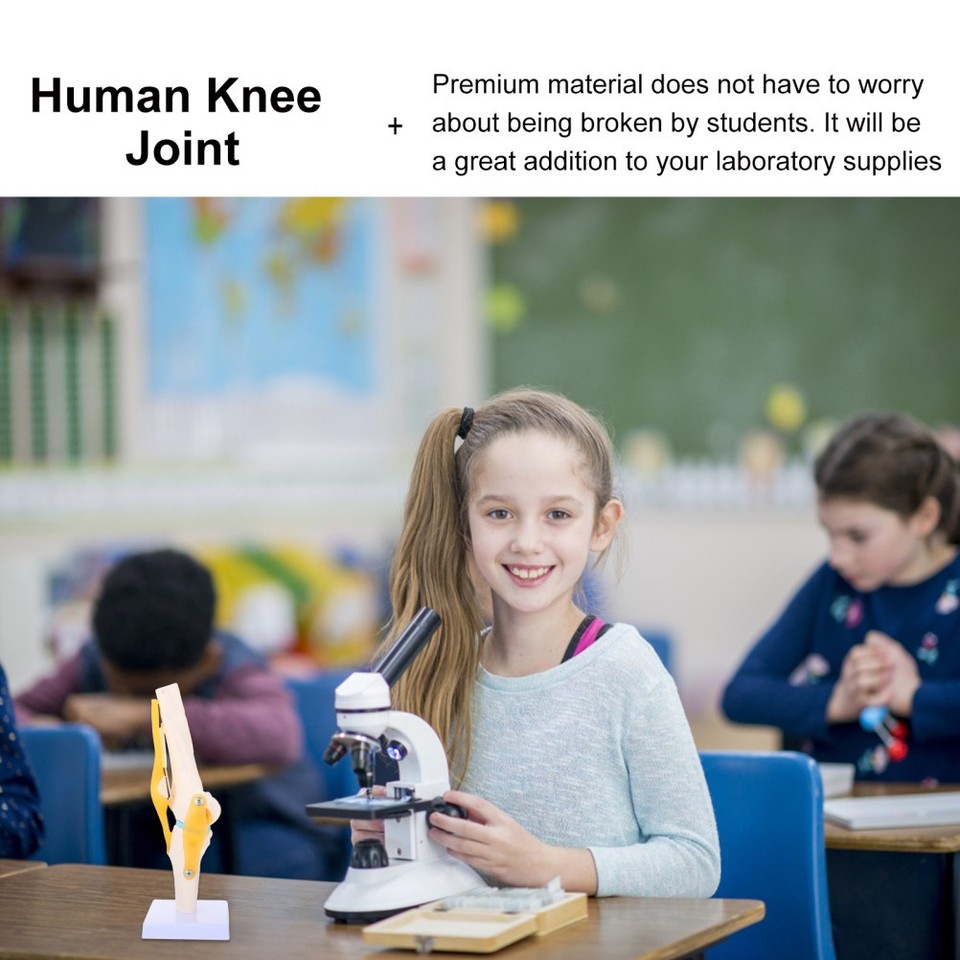 Knee Joint Simulation Model Anatomy Human 1:1 for Teaching | eBay Australia