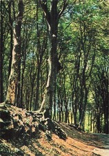 58 CHATEAU CHINON LA PROMENADE