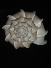 301 Epitonium scalare sin 57,0 mm EXCELENTE CLASIFICACIÓN IMPORTANTE CONCHA MARINA NATURAL RARA