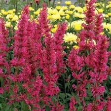 100 Hyssop Seeds Agastache Perennial Flower Seed Flowers US SELLER "Raspberry"
