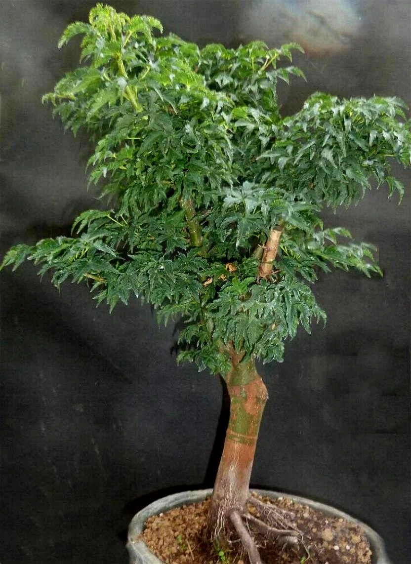 Pflanzen, Bume & Strucher fr gemigtes Klima Yamadori Bonsai online  kaufen | eBay.de