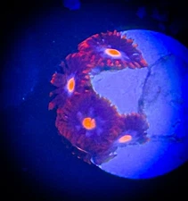 SAF~Mystique  Zoanthid Coral Frag, Colony, “WYSIWYG” Paly, Zoa