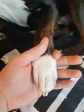 Promote Your Dog's Fitness with 100 Conditioning Tablets – B Complex Enriched