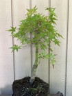 Japanese Maple Tree Pre-Bonsai•Hidey-Hole•Fat Trunk• Gray Bark•Roots•Gift — photo 3