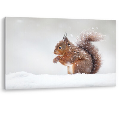 Red Squirrel in Snow England Winter Cute Canvas Wall Art Picture Print