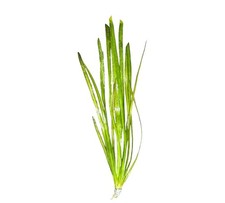 Vallisneria Spiralis Buy3Get1Free Live Aquatic Plants