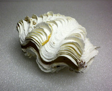 ancien petit coquillage bénitier pour aquarium 12,5cm