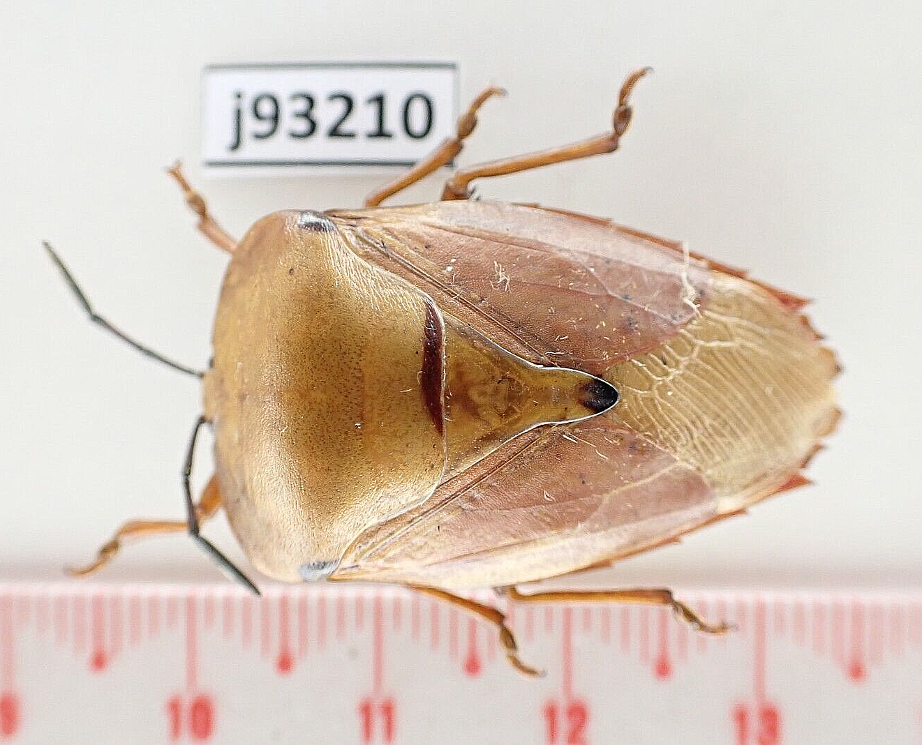 j93210. Insects, butterflies: Hemiptera sp. South Vietnam. Lam Dong | eBay
