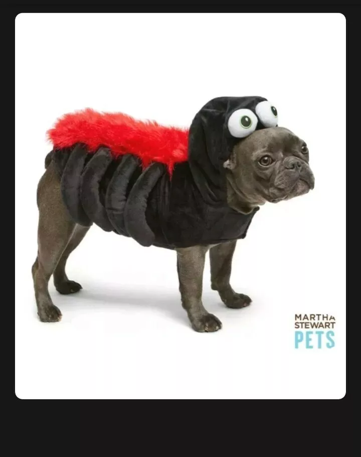 Martha stewart top pet clothes