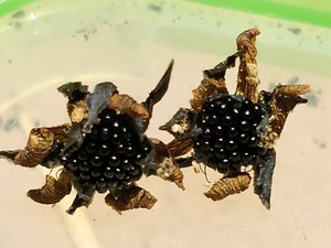 Dionaea Muscipula Jumbo – Giardino Carnivoro - Foto 12