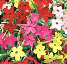WINGED FLOWERING TOBACCO MIX - 500 seeds - Nicotiana alata grandiflora