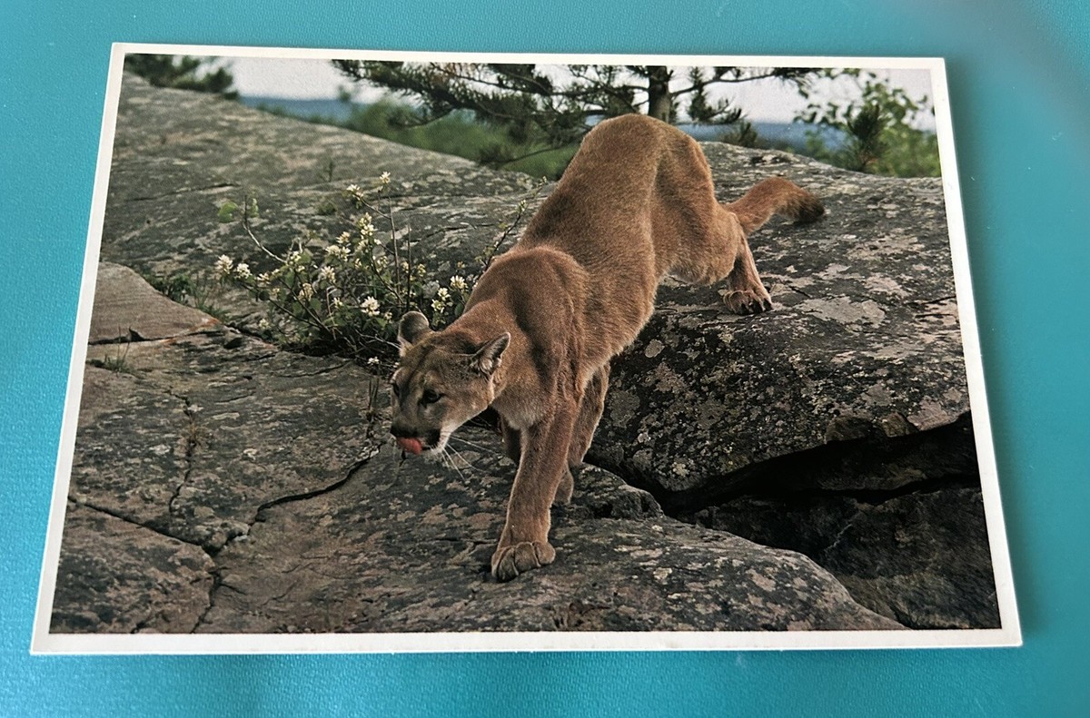 The Mountain Lion Cougar Canadian Rockies Post Card