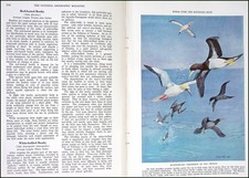 BIRDS OF THE HIGH SEAS: ALBATROSSES AND PETRELS; GANNETS, MAN-O-WAR-BIRDS, AND T