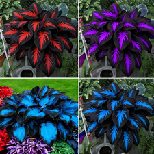 Hosta Seeds for Planting, 290 Pcs Rare Perennial Hosta Flower Seeds Plants, Non-