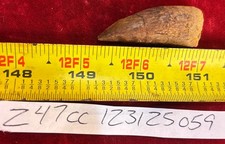 Rare Carcharodontosaurus Dinosaur Tooth T Rex Cousin 95 Mil Yrs Fossil 1 3/4”
