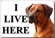 RHODESIAN RIDGEBACK I LIVE HERE METAL SIGN A4 SIZE SECURITY,WARNING,GUARD DOG.