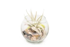 Tillandsia Harrisii Air Plant Bubble Bowl Terrarium - Wholesale Live Plants
