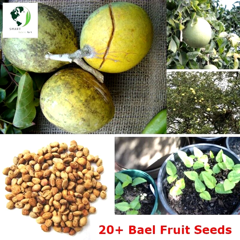 Bael Tree 20 Seeds Aegle Marmelos Bel Edible Golden Beli Organic Sacred Fruit