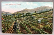 c 1920 STRAWBERRY Field OREGON FARM Postcard ANTIQUE Original
