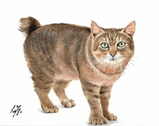 ❈ ORIGINAL Oil Portrait Painting PIXIE BOB Artist Signed Cat Artwork Art Tabby