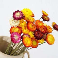 Dried Flowers Natural Daisy Mums Flower 20 Stems Multicolor Daisies Artificial S