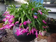 1 = PINK Thanksgiving Cactus LIVE PLANT  ;)
