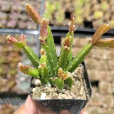 Rhipsalis Cereoides Succulent Plant
