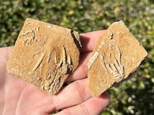 Fossil Crinoids in Matrix LOT OF 2 Alabama Bangor Limestone Formation