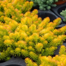 Sedum 'Angelina'. Plug Plant x 4. Evergreen stonecrop. Ideal for